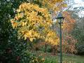 Autumn Trees lamp
